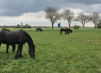 Inspiratiedag ‘Schrijven met paarden’