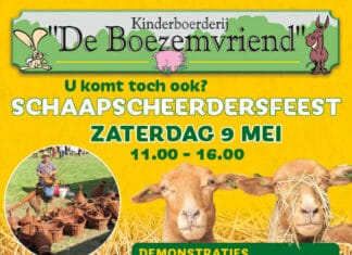 Schaapscheerdersfeest bij kinderboerderij De Boezemvriend in Oud-Beijerland
