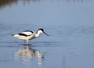 Excursie ‘Horen is Scoren” op zondag 14 juni
