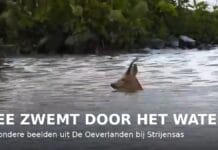 🦌🌊 Bijzondere beelden uit De Oeverlanden bij Strijensas!