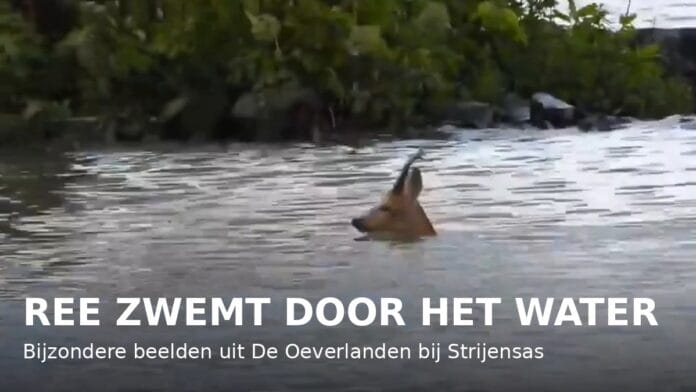 π¦π Bijzondere beelden uit De Oeverlanden bij Strijensas!