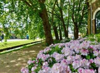 Monumentale platanen bijna 100 jaar geleden geplant