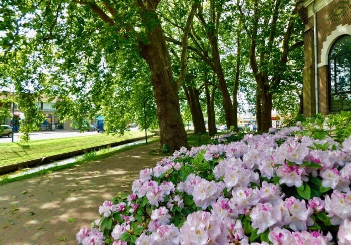 Monumentale platanen bijna 100 jaar geleden geplant