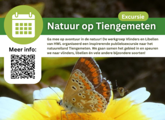 Publieksexcursie op Tiengemeten: ontdek vlinders, libellen en meer